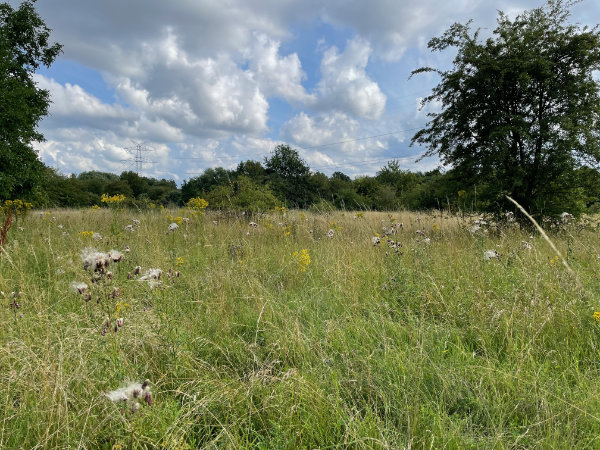 Die Weidelandschaft blüht in der Sonne